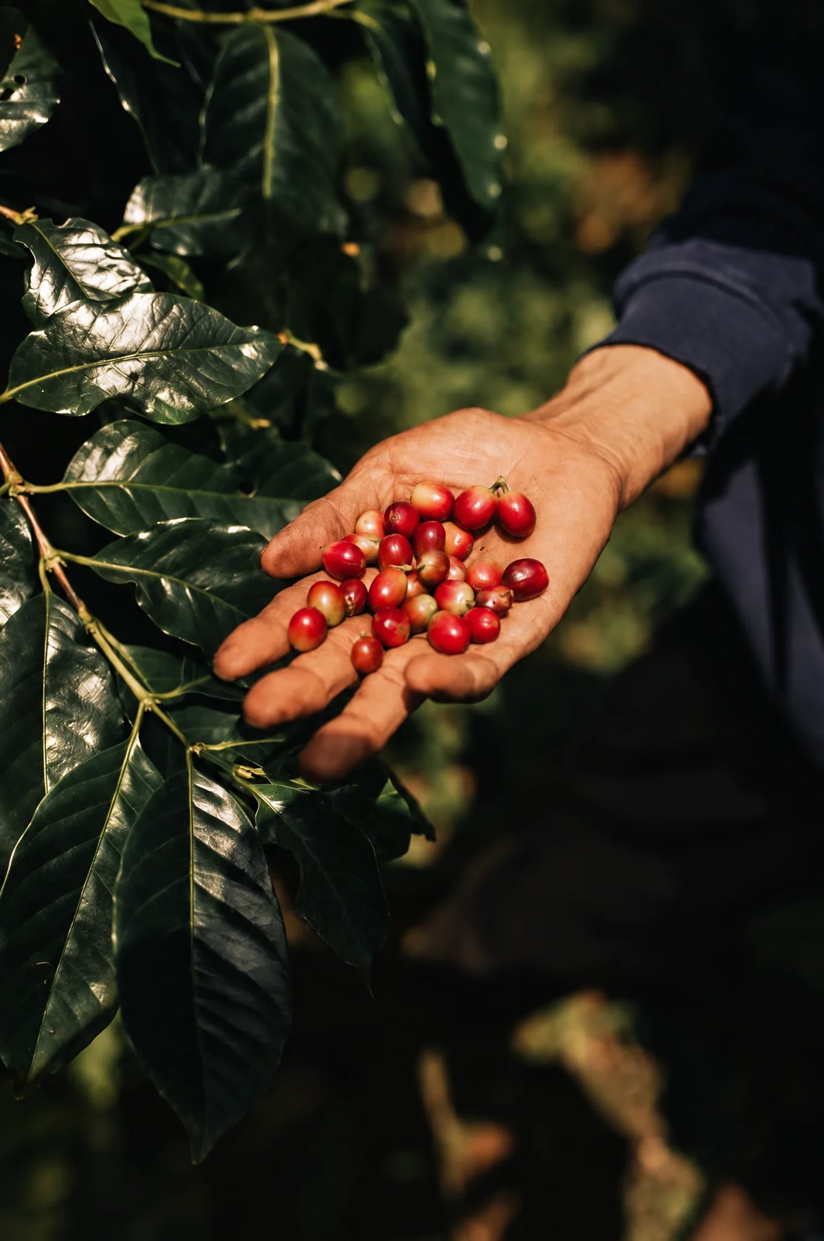 A hand holding ripe coffee cherries beside the branch.