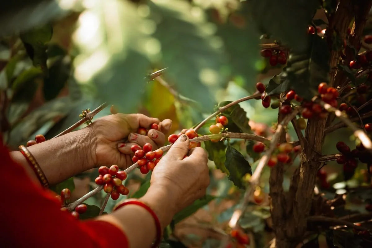 Two hands picking ripe coffee cherries from a branch.