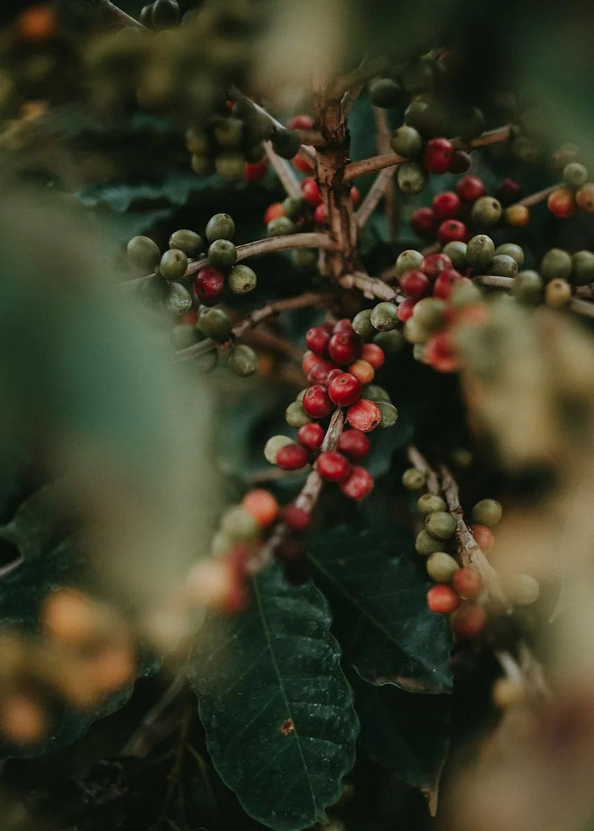 Coffee cherries ripening on the branch, red among green.